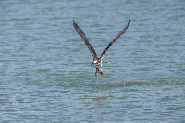 Ave águila pescadora — Foto de Stock