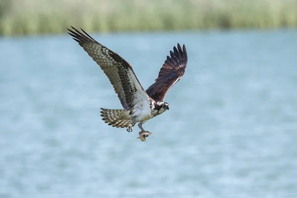 Vliegende vogel van de Visarend — Stockfoto