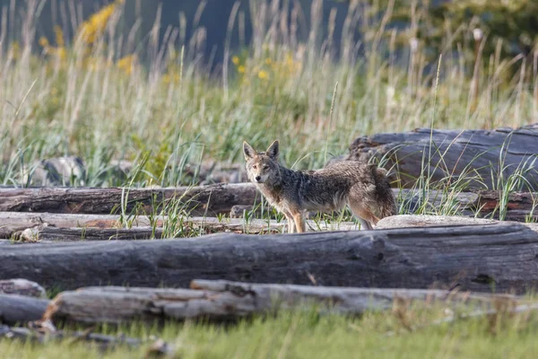 Kojote-Präriewolf — Stockfoto