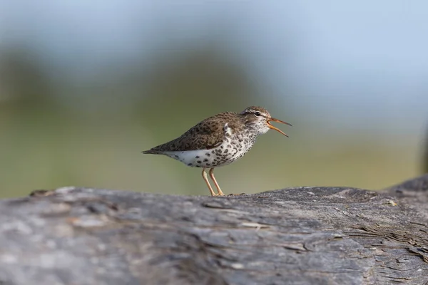 Gefleckter Wasserläufer — Stockfoto