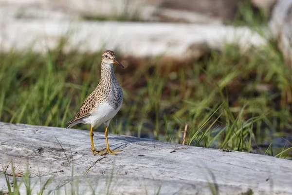 Pettorale Sandpiper uccello — Foto Stock