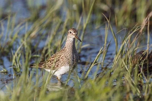 Pássaro Sandpiper peitoral — Fotografia de Stock