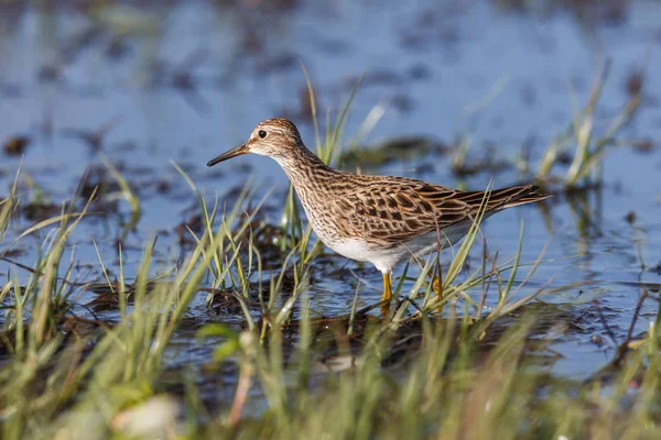 Pettorale Sandpiper uccello — Foto Stock