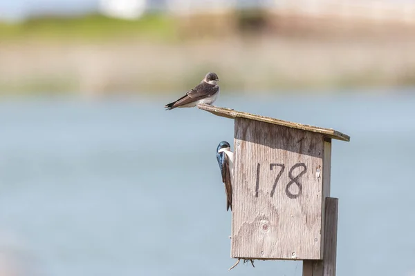 Tree Swallow Bird — стоковое фото