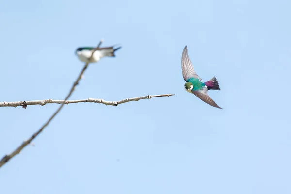 Andorinha verde violeta — Fotografia de Stock