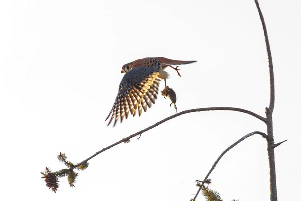 アメリカのケストレル鳥 — ストック写真