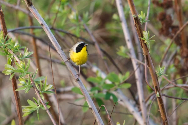 常见的黄喉鸟 — 图库照片