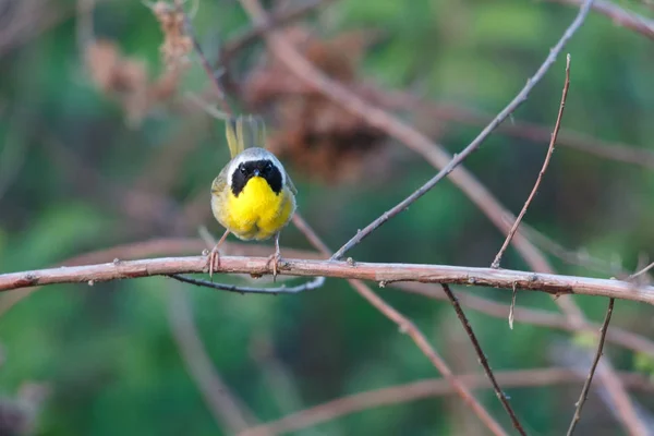 Pájaro común de garganta amarilla —  Fotos de Stock