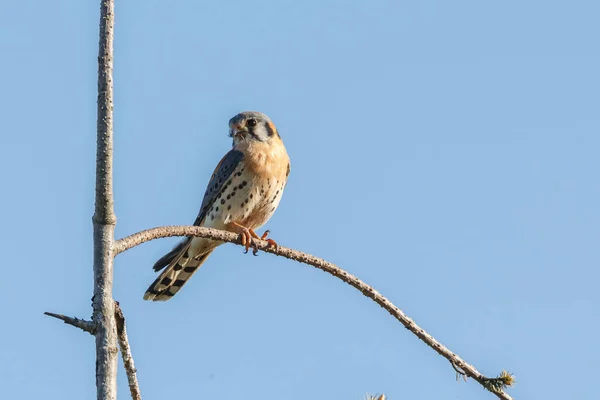 Pájaro cernícalo americano — Foto de Stock