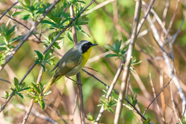 Frequentes Aves de garganta amarela — Fotografia de Stock