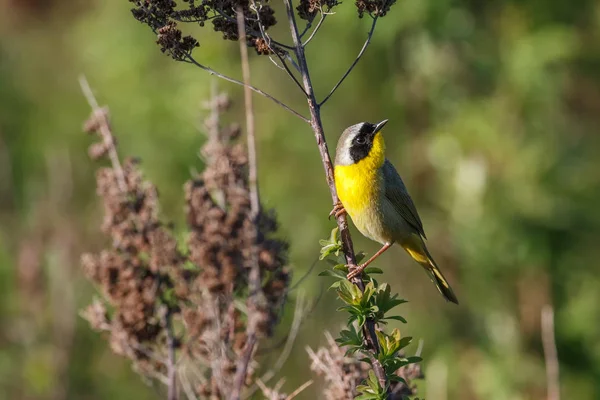 Common Yellowthroat bird — Stock Photo, Image