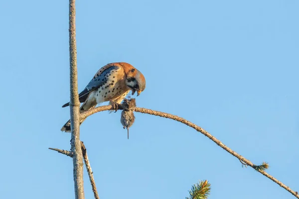 Ave americana kestrel — Fotografia de Stock