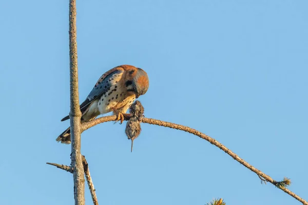 Amerikanischer Turmfalke — Stockfoto