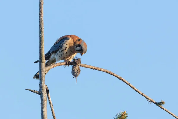 Amerikanischer Turmfalke — Stockfoto