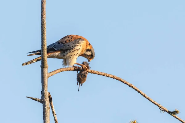 Amerikanischer Turmfalke — Stockfoto