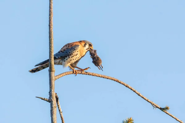 Pájaro cernícalo americano — Foto de Stock