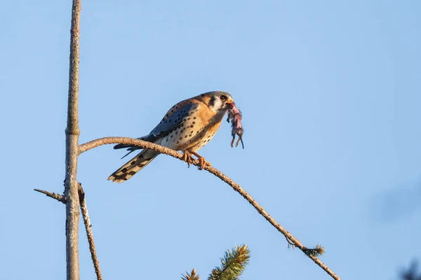 Pájaro cernícalo americano — Foto de Stock