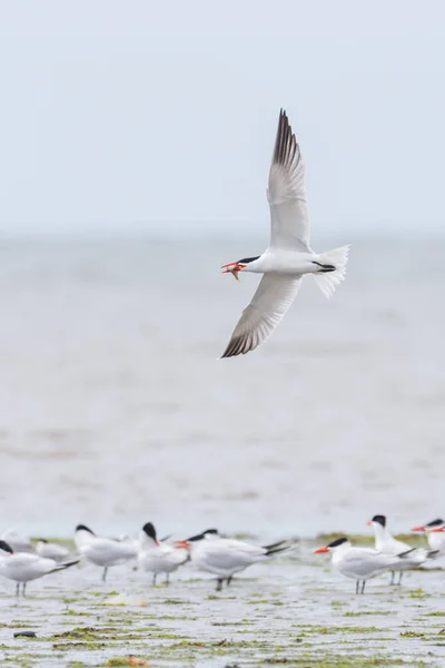 Wasserseeschwalbe — Stockfoto