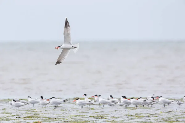 Wasserseeschwalbe — Stockfoto