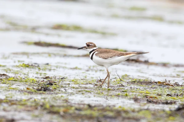 Ptaszek z serii Killdeer — Zdjęcie stockowe