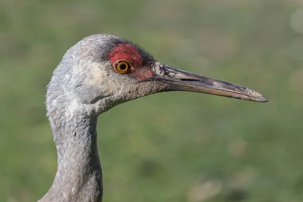 Sandhill Crane huvud — Stockfoto