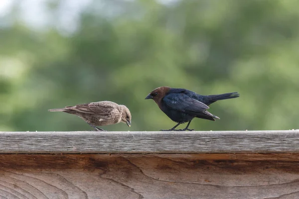 棕色户主的 cowbird — 图库照片