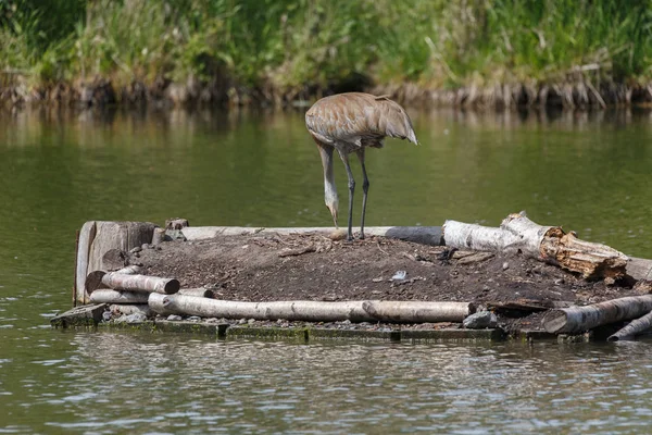 Sandhill crane bird — Stock Photo, Image