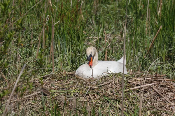 Mute Swan bird — Stock Photo, Image