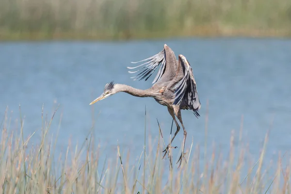 Nagy kék heron Stock Kép