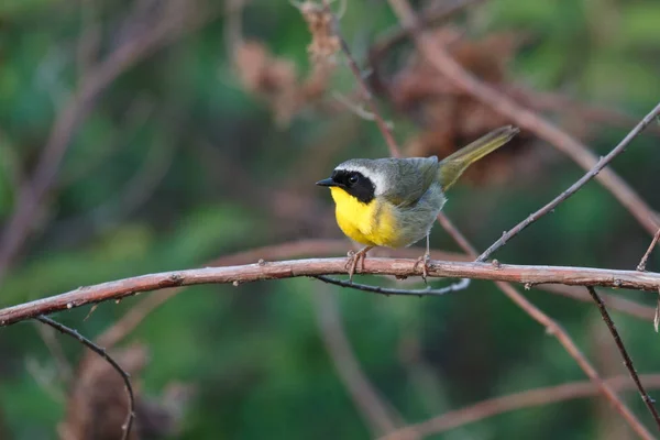 Κοινό κίτρινο πουλί Εικόνα Αρχείου