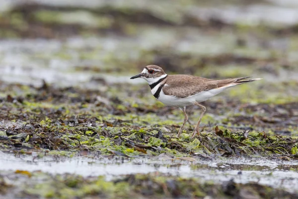 Killdeer lile madár Stock Kép