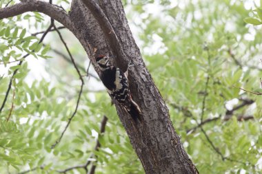 büyük benekli ağaçkakan 