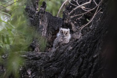 oryantal ishak kuşu 