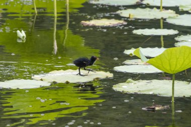 ortak moorhen kuş