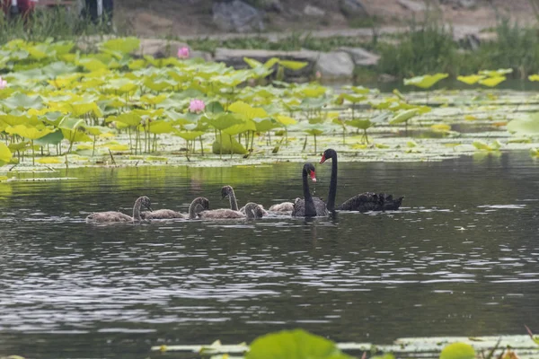 Zwarte Zwaan-Vogel — Stockfoto