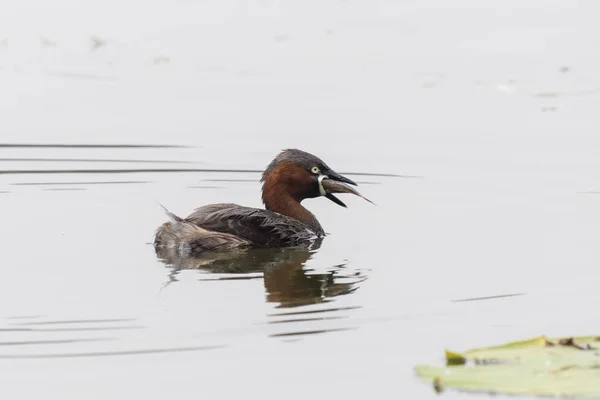 Kleine fuut vogel — Stockfoto