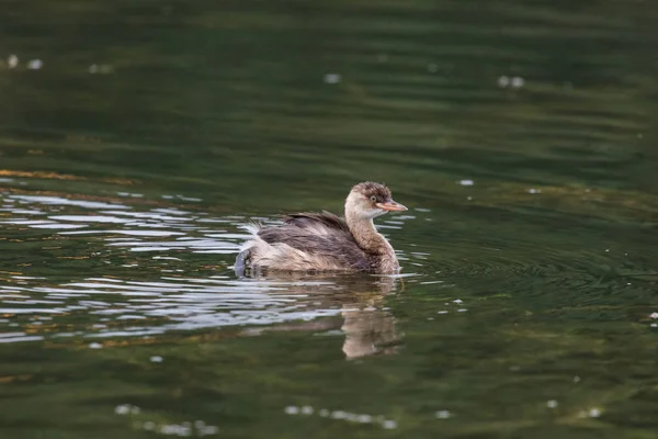 Lille gressfugl – stockfoto