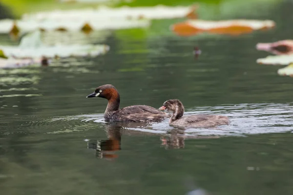 Kleine fuut vogel — Stockfoto