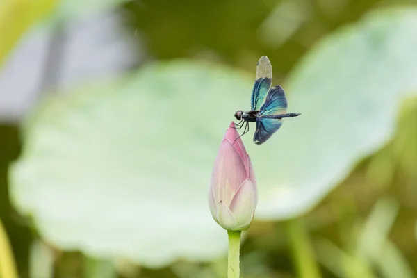 Rhyothemis fuliginosa Libélula — Fotografia de Stock