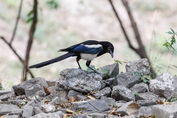 Black billed Magpie — Stock Photo, Image