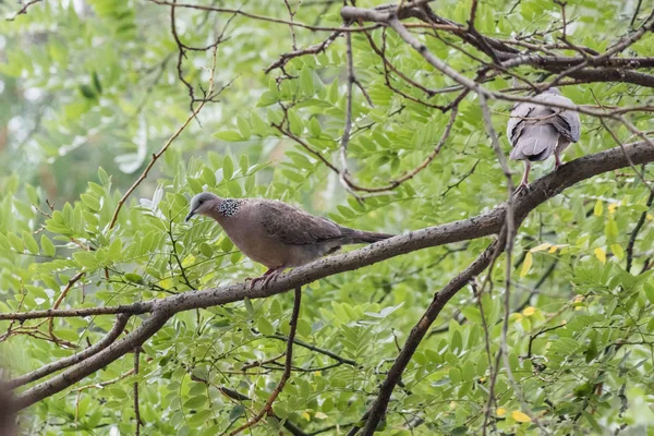 Pássaro-pomba manchado — Fotografia de Stock