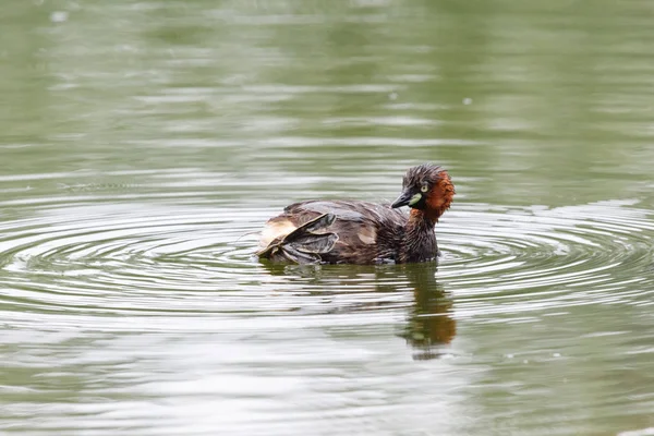 Pequeño pájaro verde — Foto de Stock