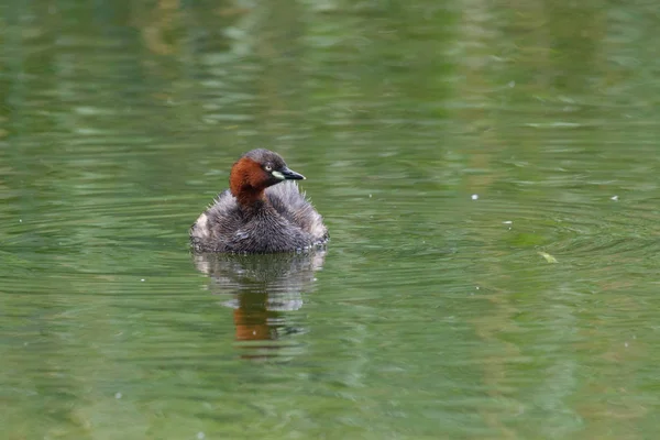 Petit oiseau grèbe — Photo