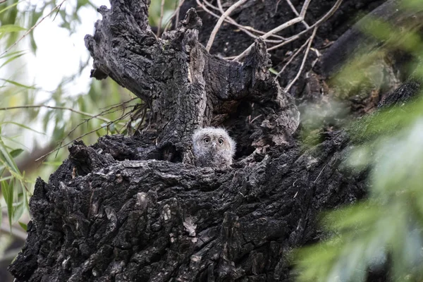 Oosterse scops uil — Stockfoto