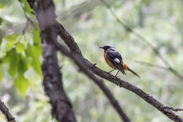 Pássaro Daurian Redstart — Fotografia de Stock