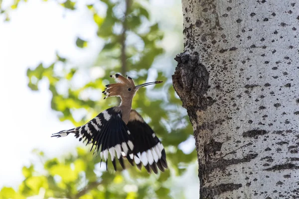 Eurázsiai búbos banka bird — Stock Fotó