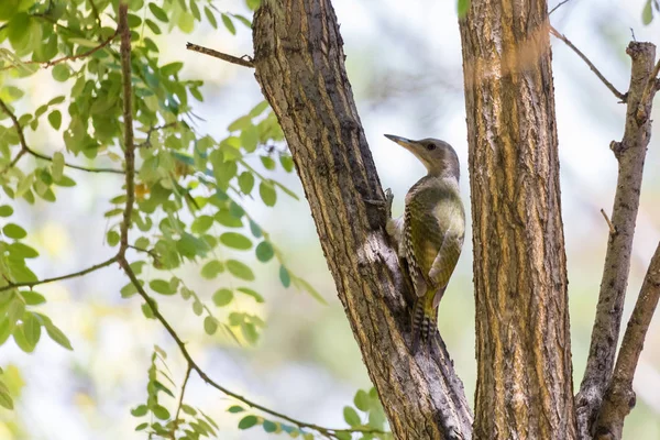 Cara gris pájaro carpintero — Foto de Stock