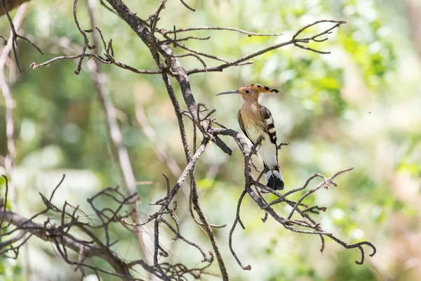ユーラシア ヤツガシラ鳥 — ストック写真