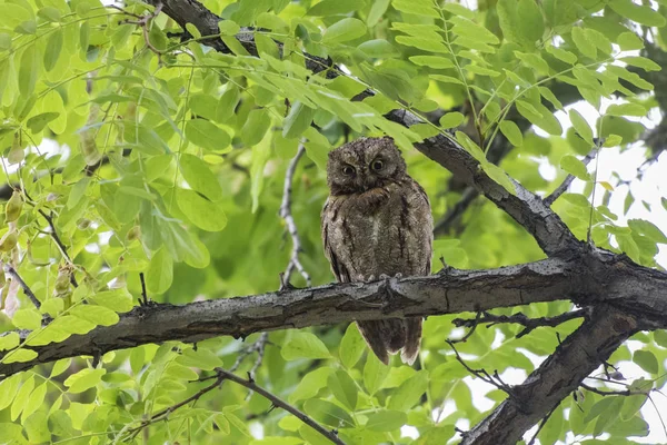 Oriental Scops búho — Foto de Stock