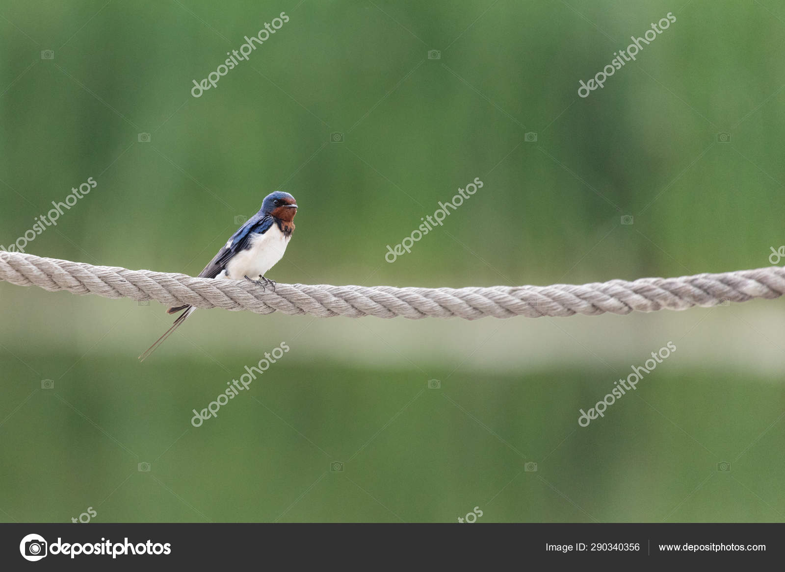 Barn Swallow Bird Stock Photo C Devon 290340356